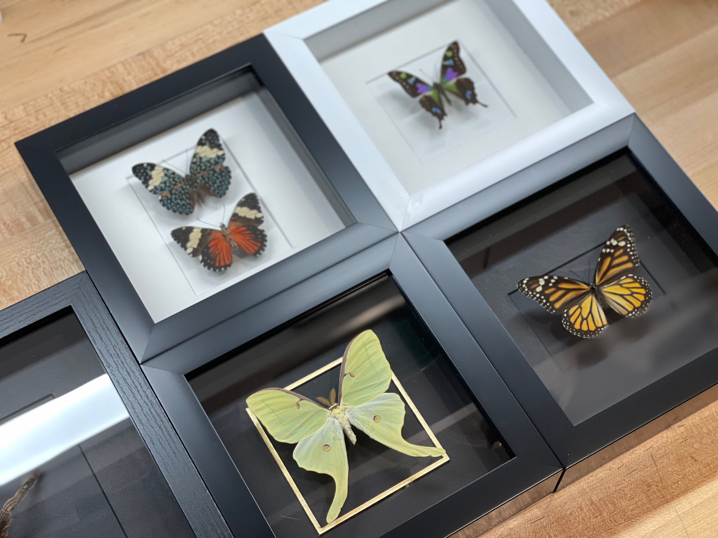 Real framed male Luna Moth with golden line accent