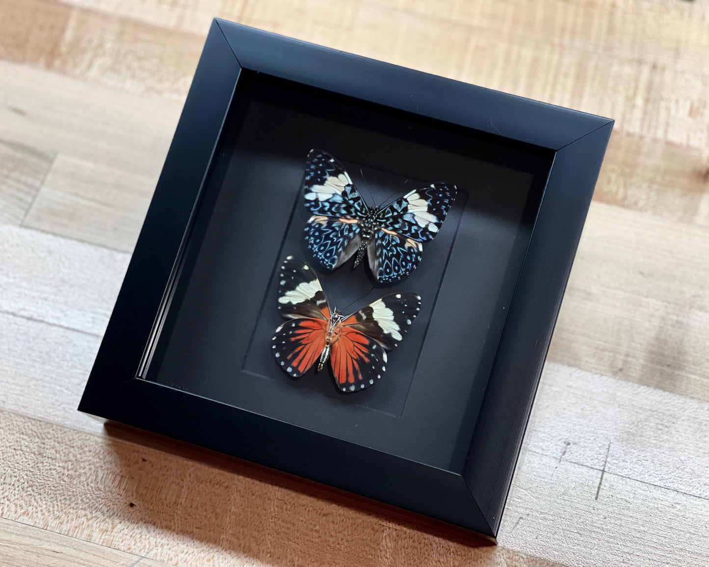 Double Hamadryas amphinome butterflies in frame