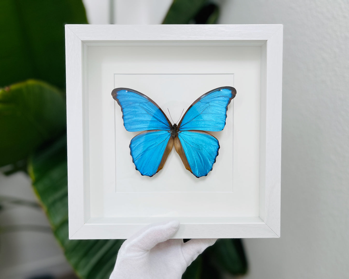 Morpho godartii didius butterfly framed art