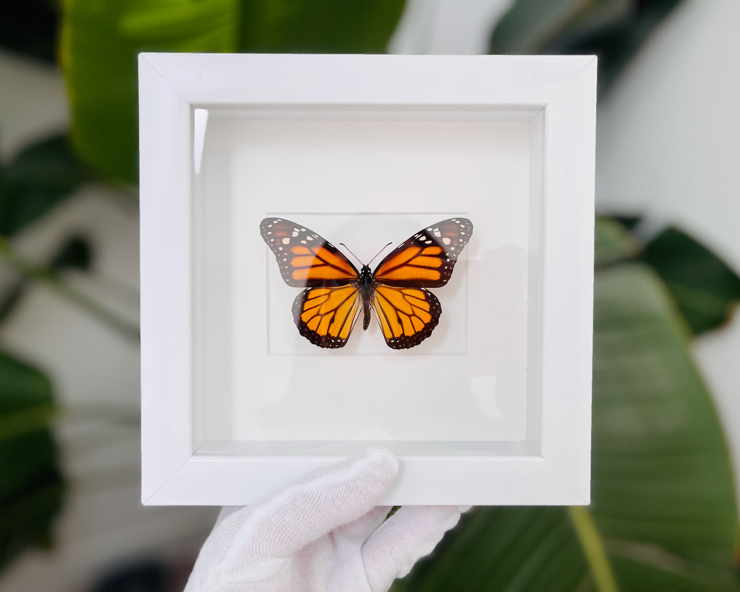 Framed Monarch butterfly