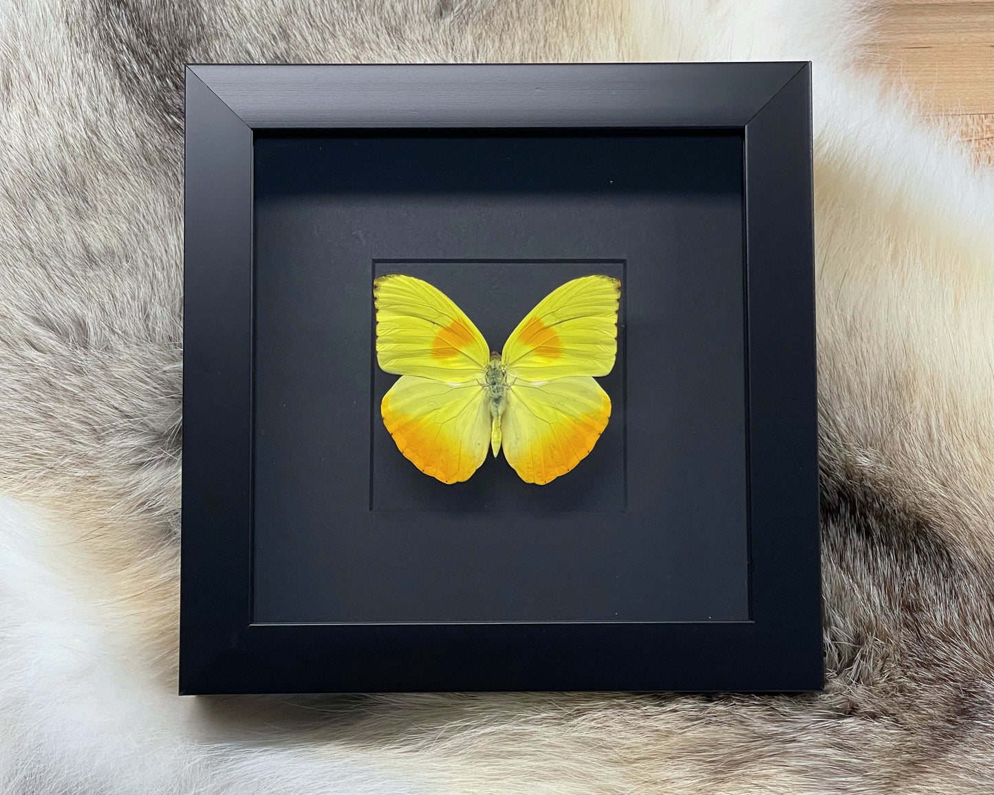 Framed orange-barred sulphur butterfly