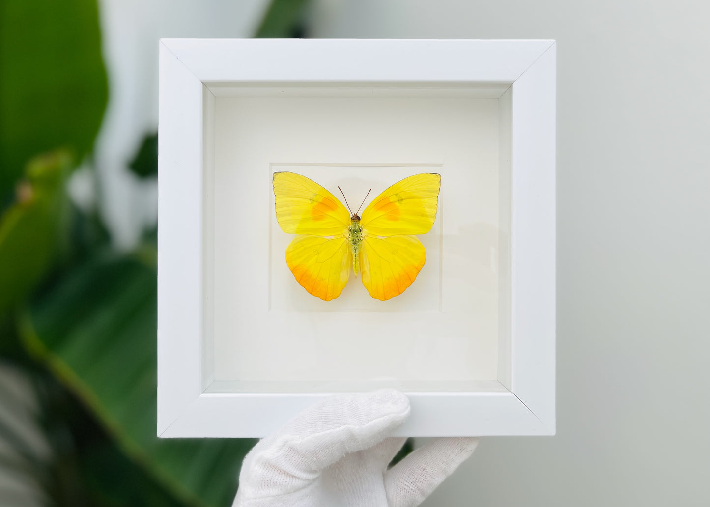 Framed orange-barred sulphur butterfly