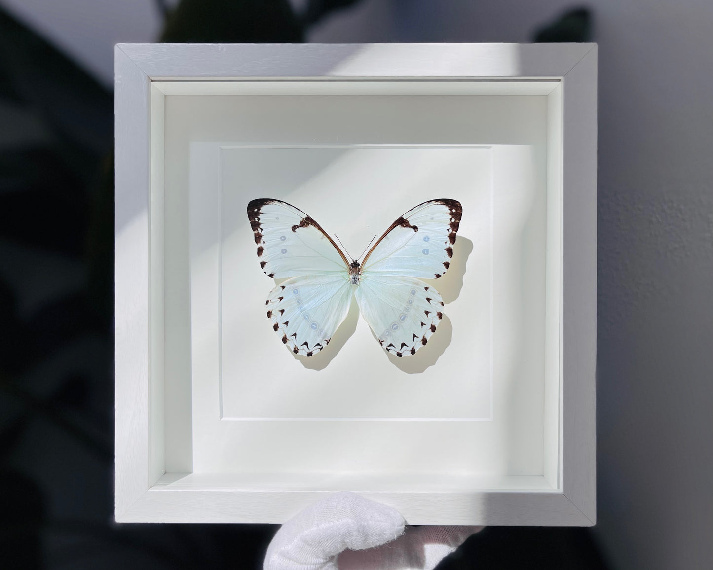 Mint Morpho butterfly framed art