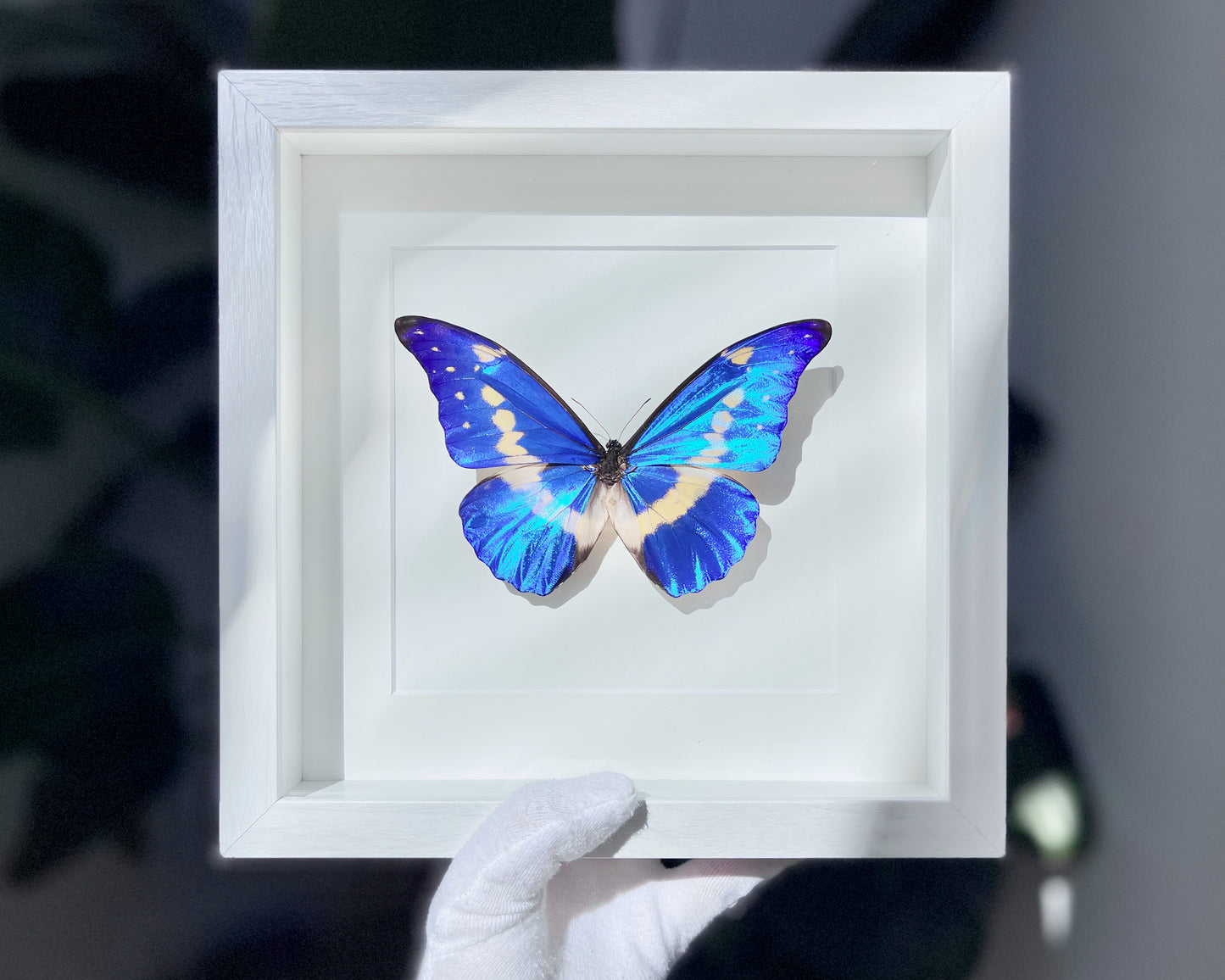 Framed real Morpho helena butterfly