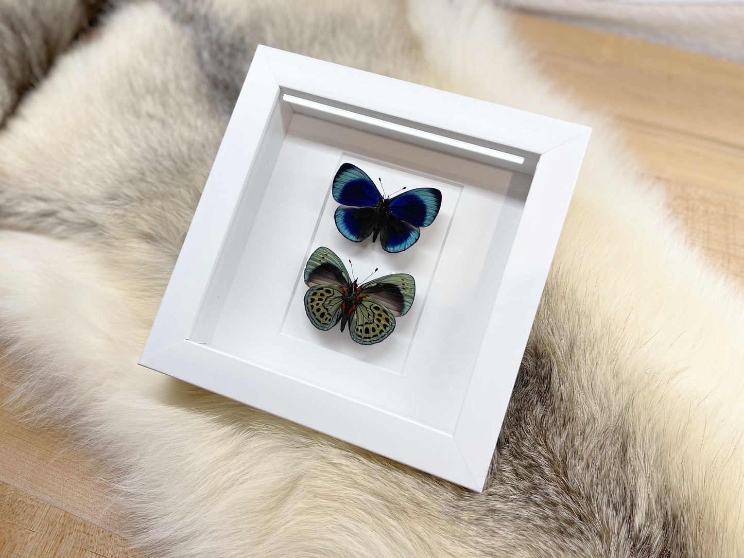 Double Asterope leprieuri butterfly in frame