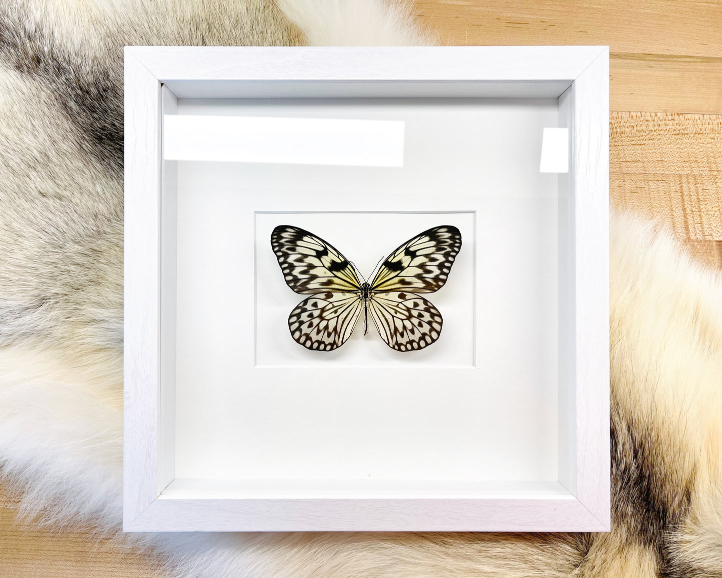 Framed Rice Paper Idea Leuconoe butterfly