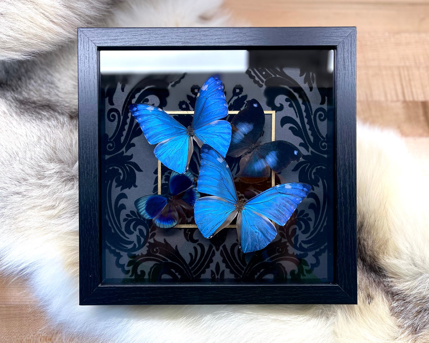 Framed blue butterfly art