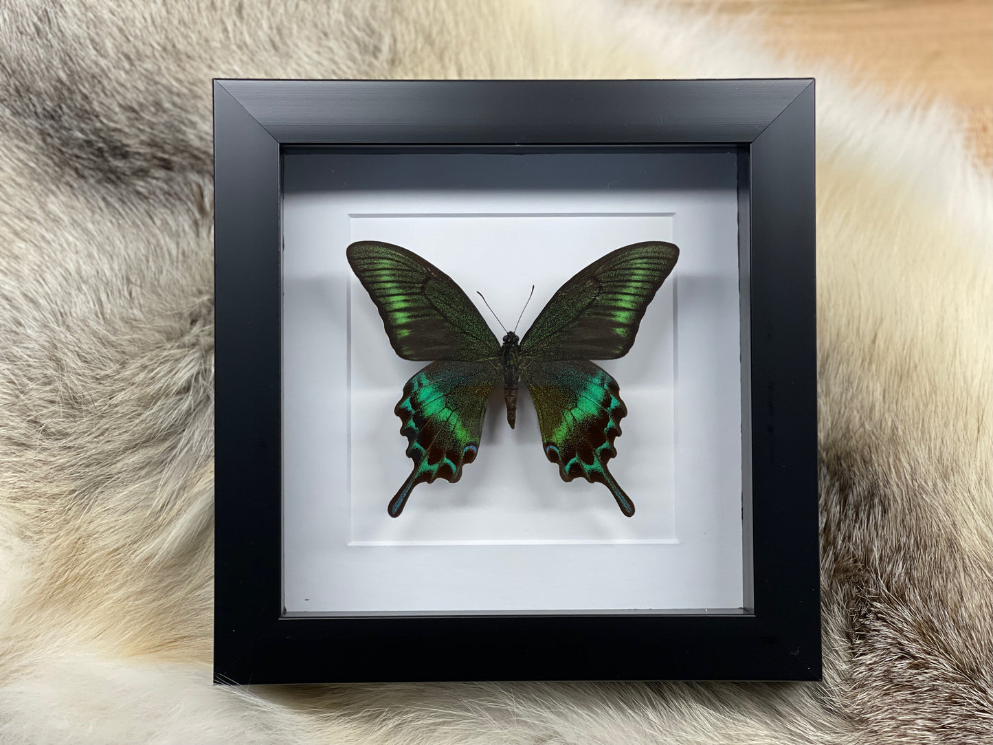 Framed Papilio maackii butterfly in large summer form