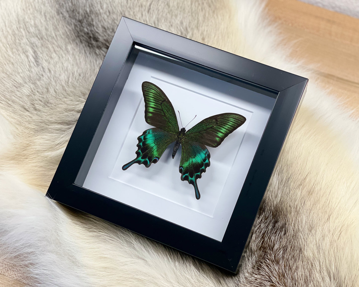 Framed Papilio maackii butterfly in large summer form