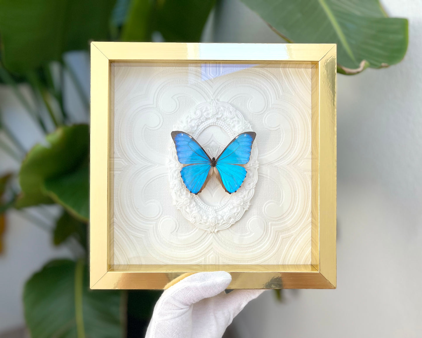 Framed Morpho aurora blue butterfly wall decor