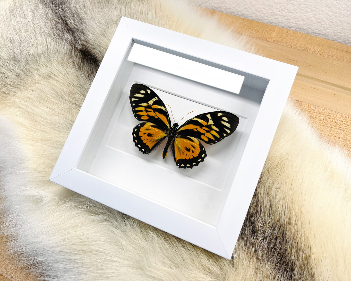 Framed Papilio zagreus butterfly