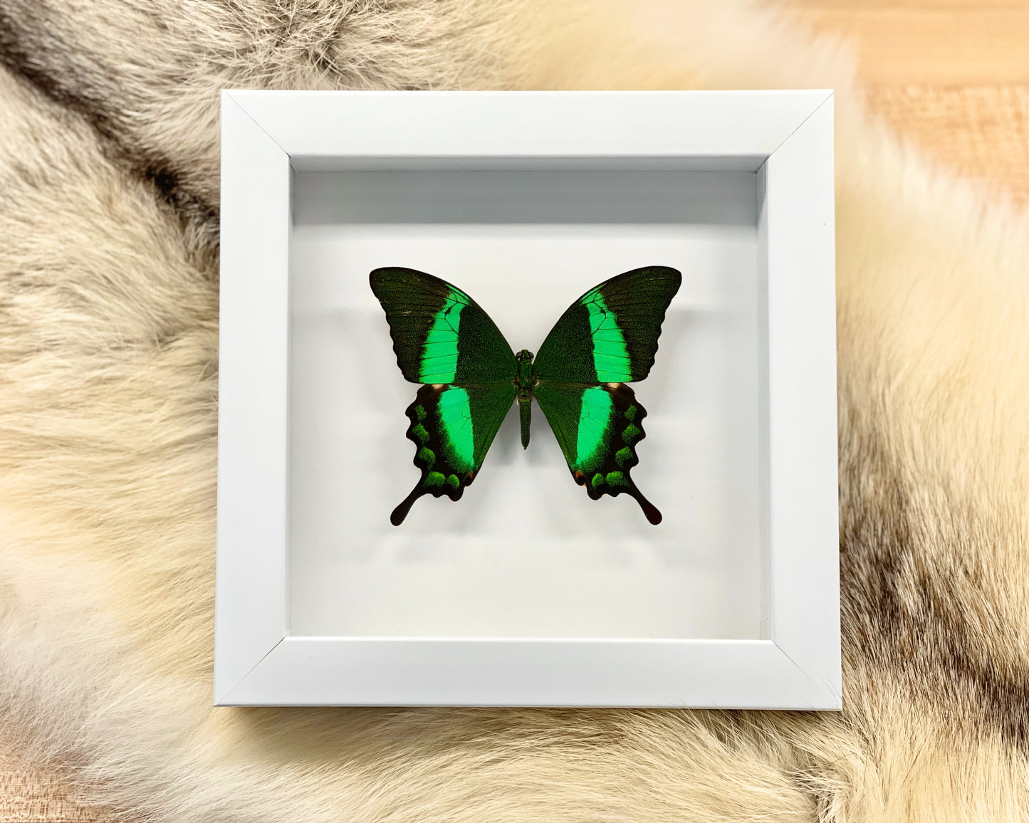 Framed Swallowtail butterfly