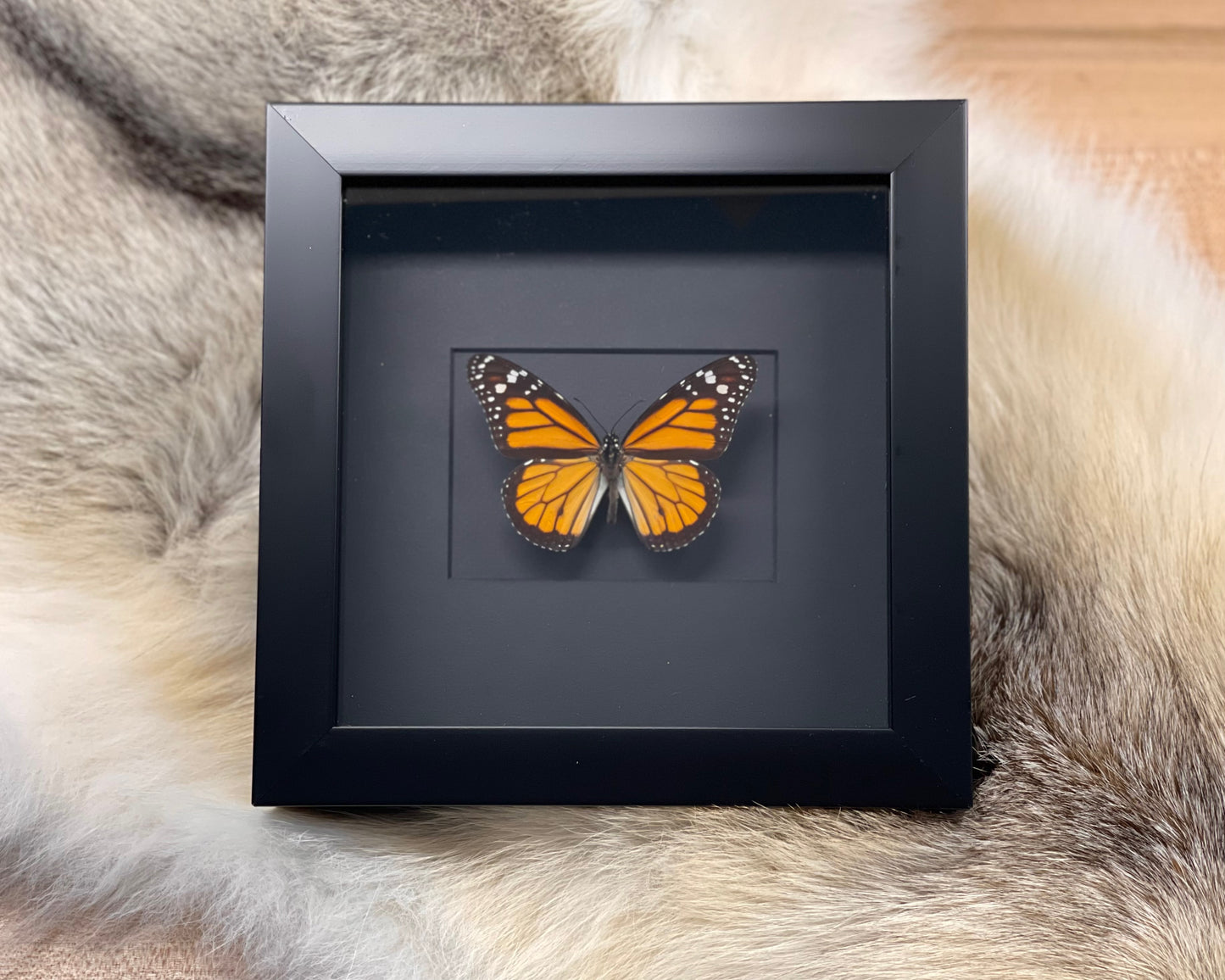 Framed Monarch butterfly