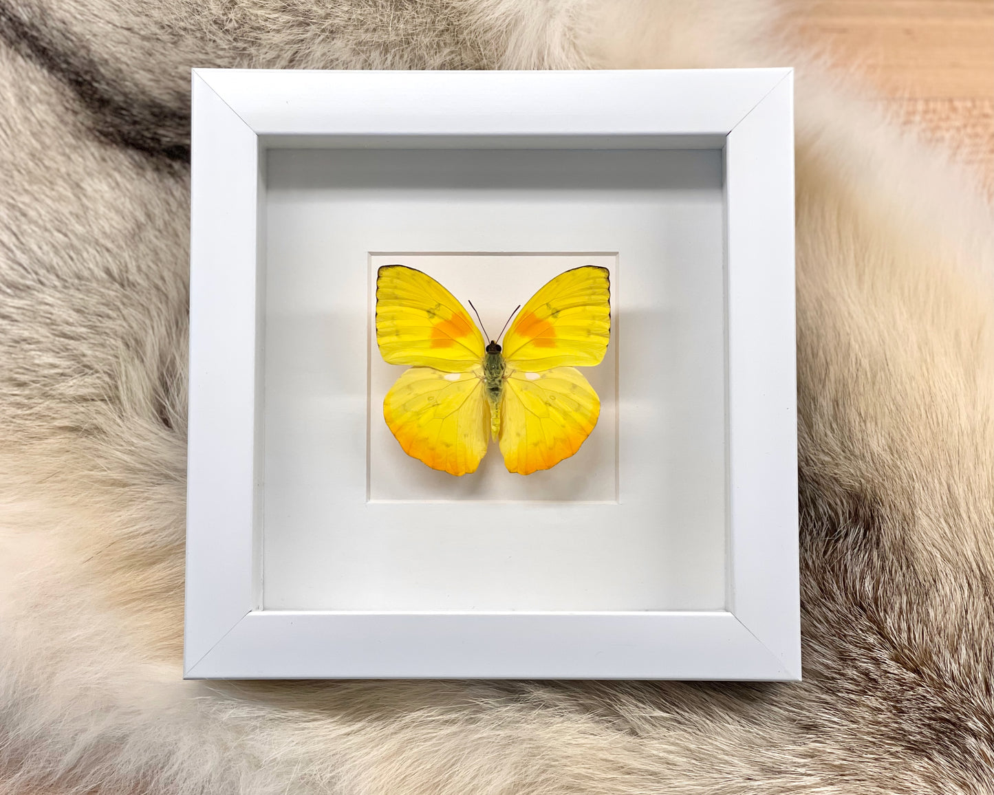 Framed orange-barred sulphur butterfly