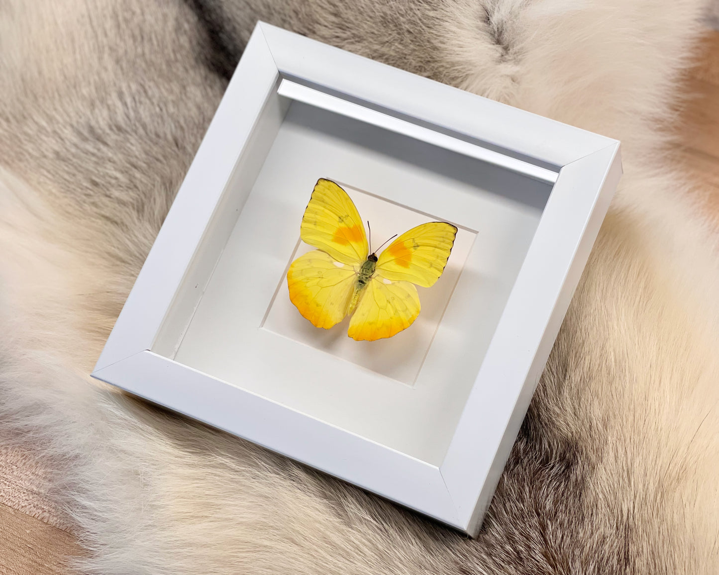 Framed orange-barred sulphur butterfly