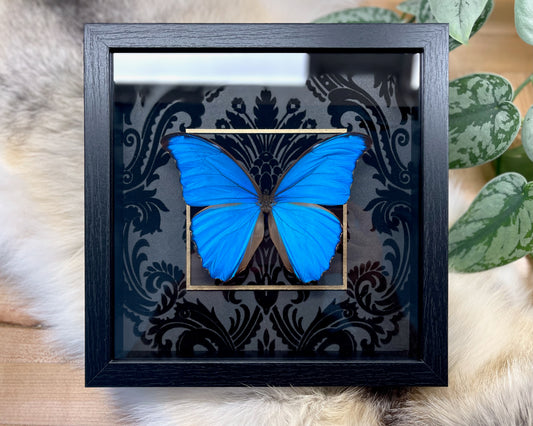 Framed blue morpho butterfly art-Morpho godartii didius