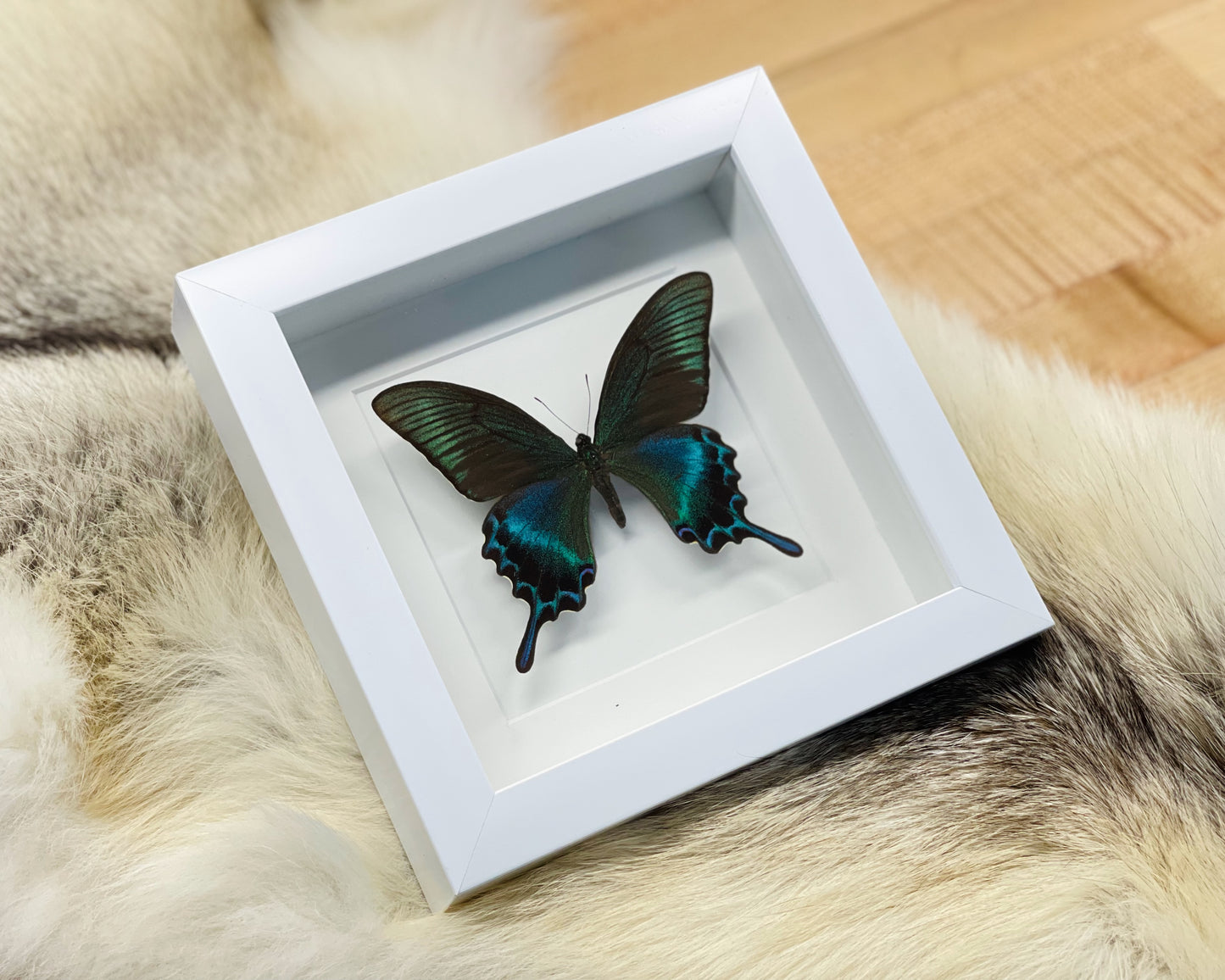 Framed Papilio maackii butterfly in large summer form