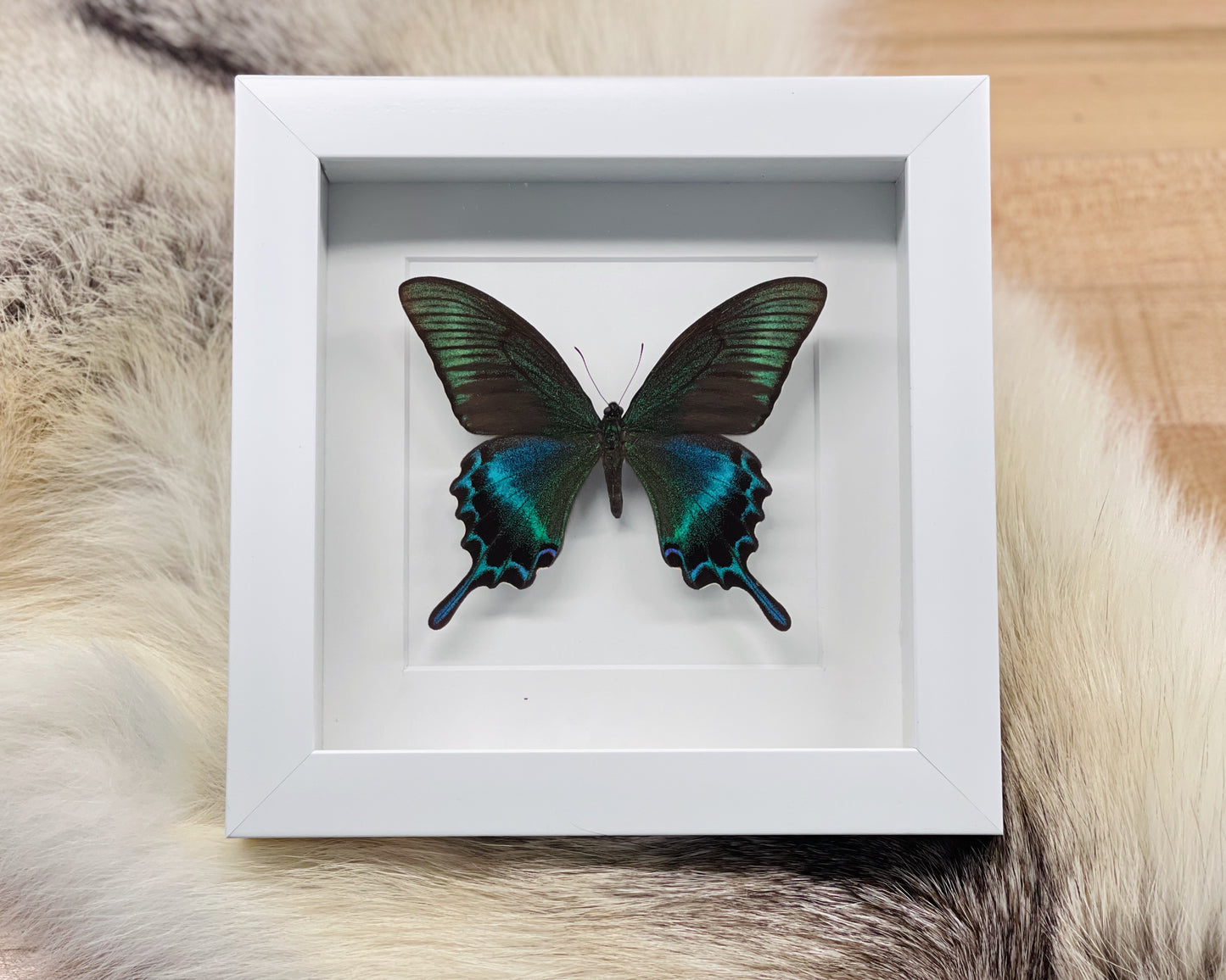 Framed Papilio maackii butterfly in large summer form