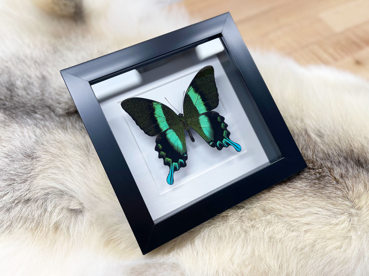 Framed Papilio blumei Swallowtail butterfly