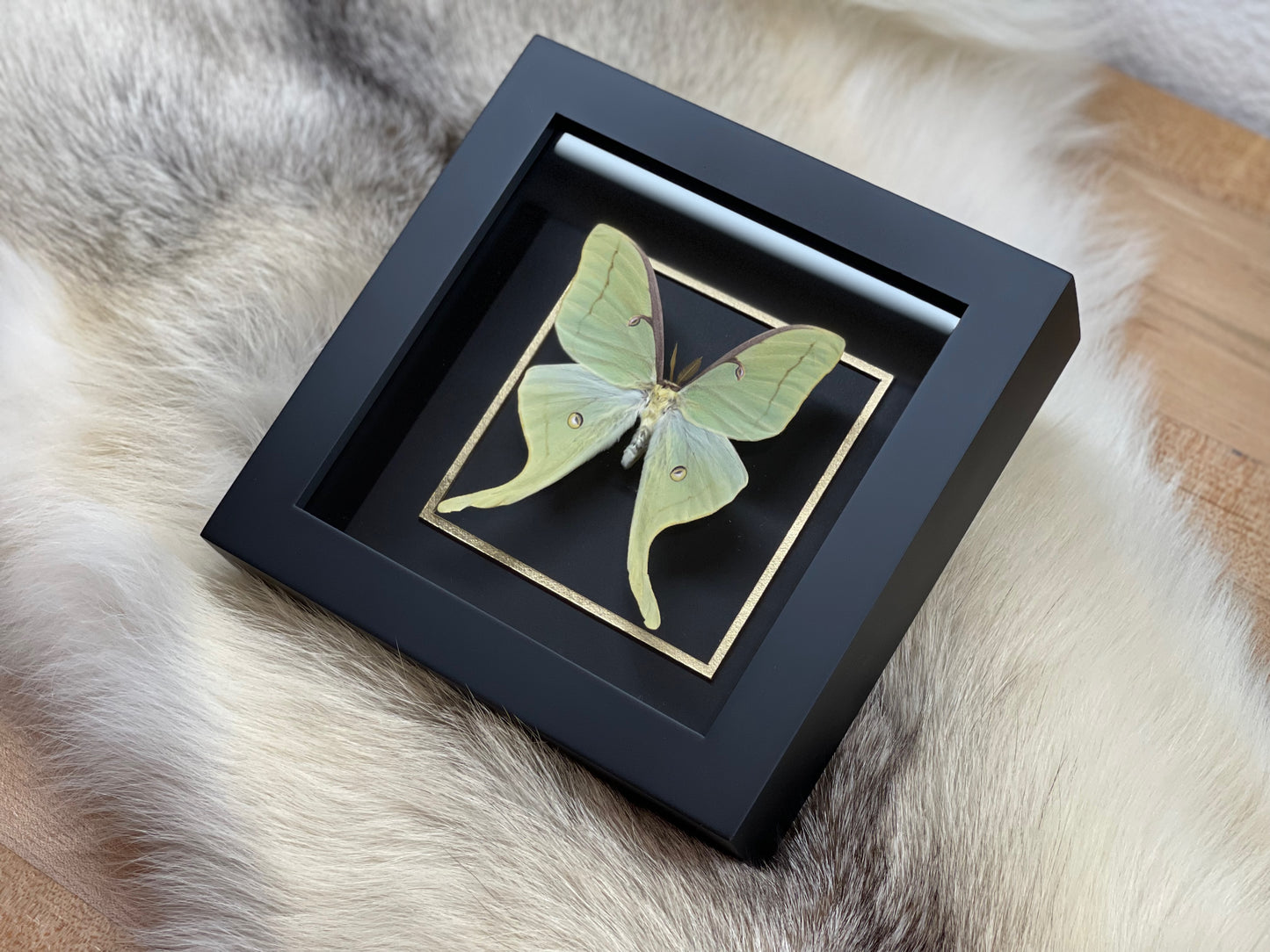 Luna Moth wall art in gothic style