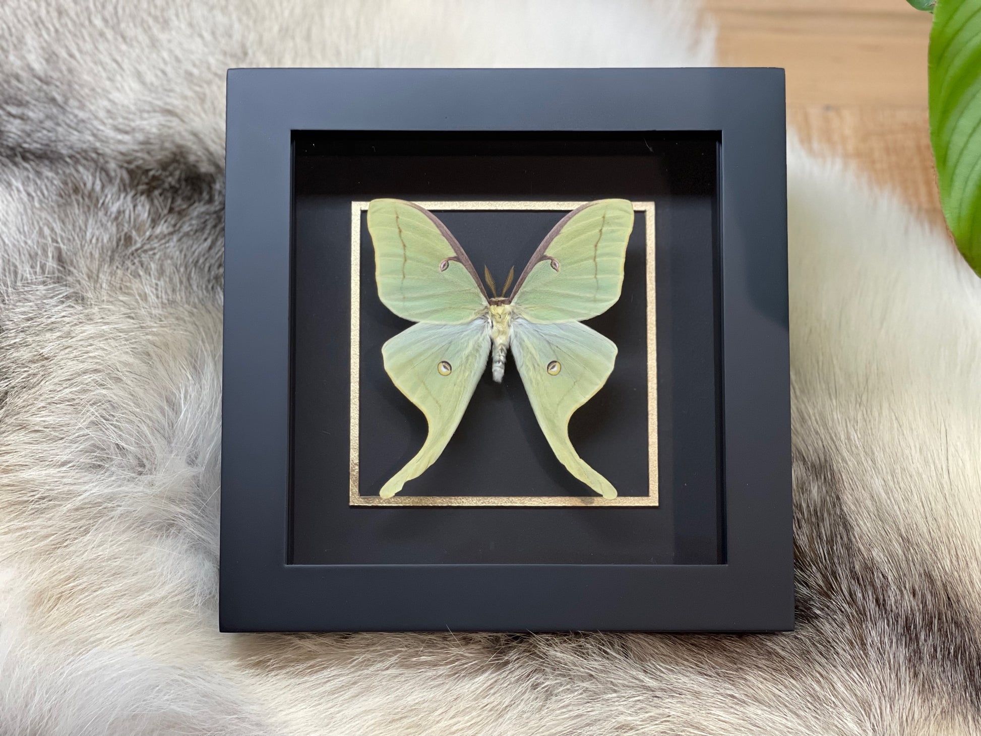 Luna Moth wall art in gothic style