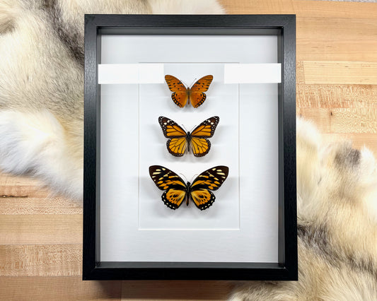 Custom framed butterflies