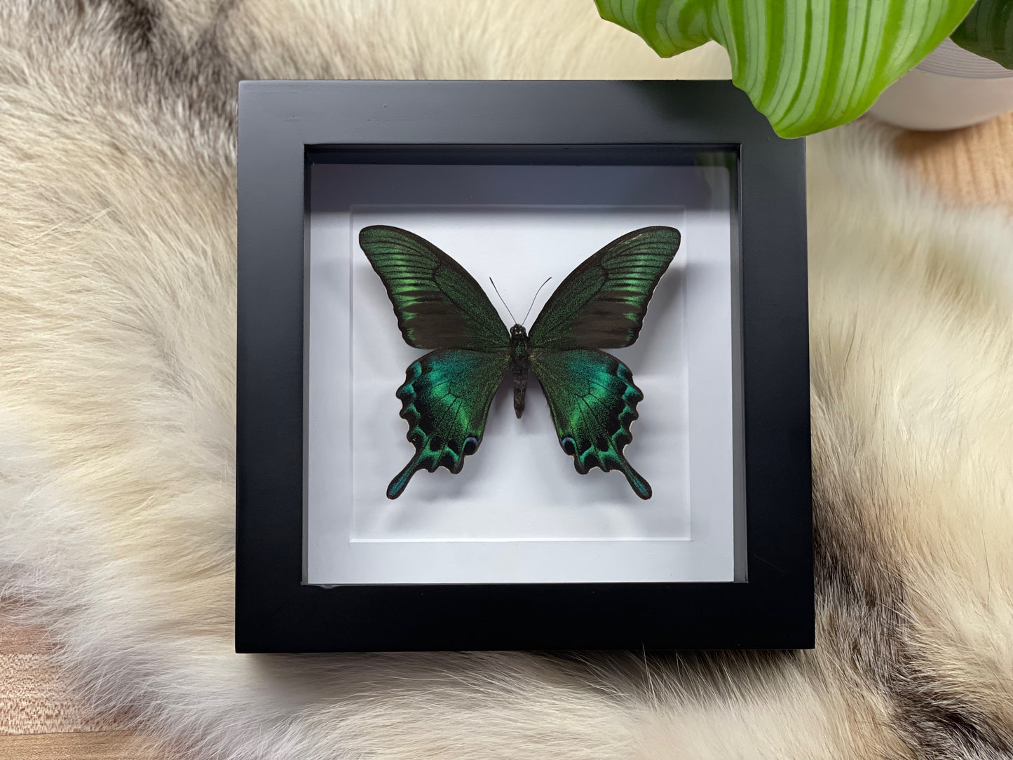 Framed Papilio maackii butterfly in large summer form