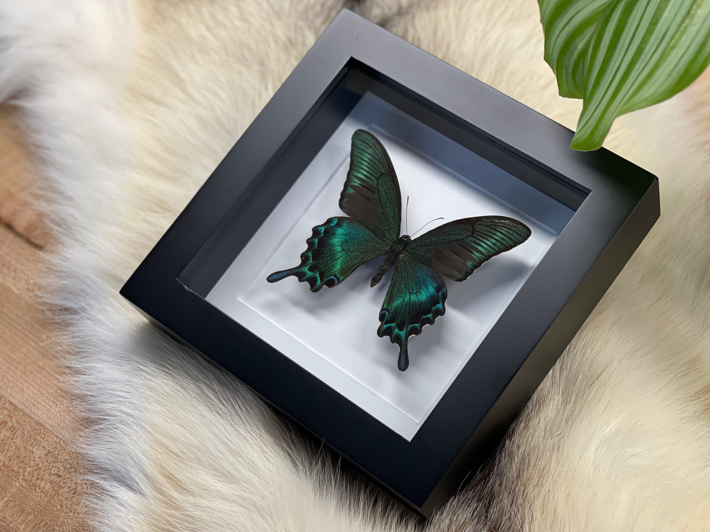 Framed Papilio maackii butterfly in large summer form