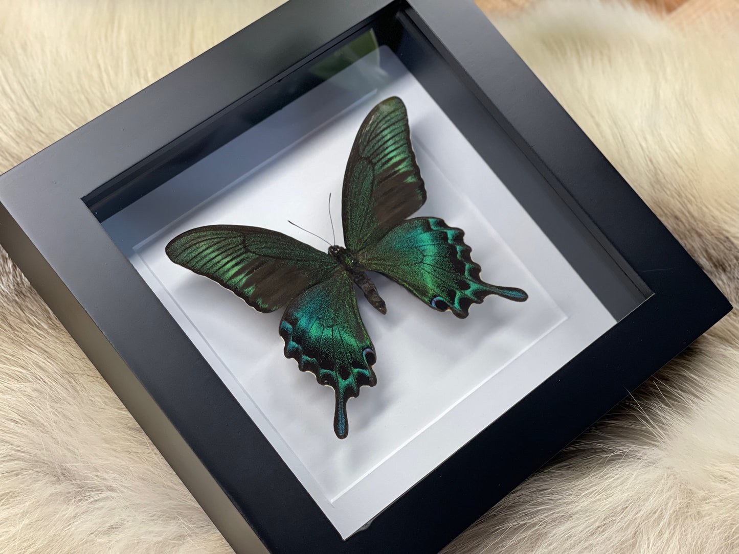 Framed Papilio maackii butterfly in large summer form