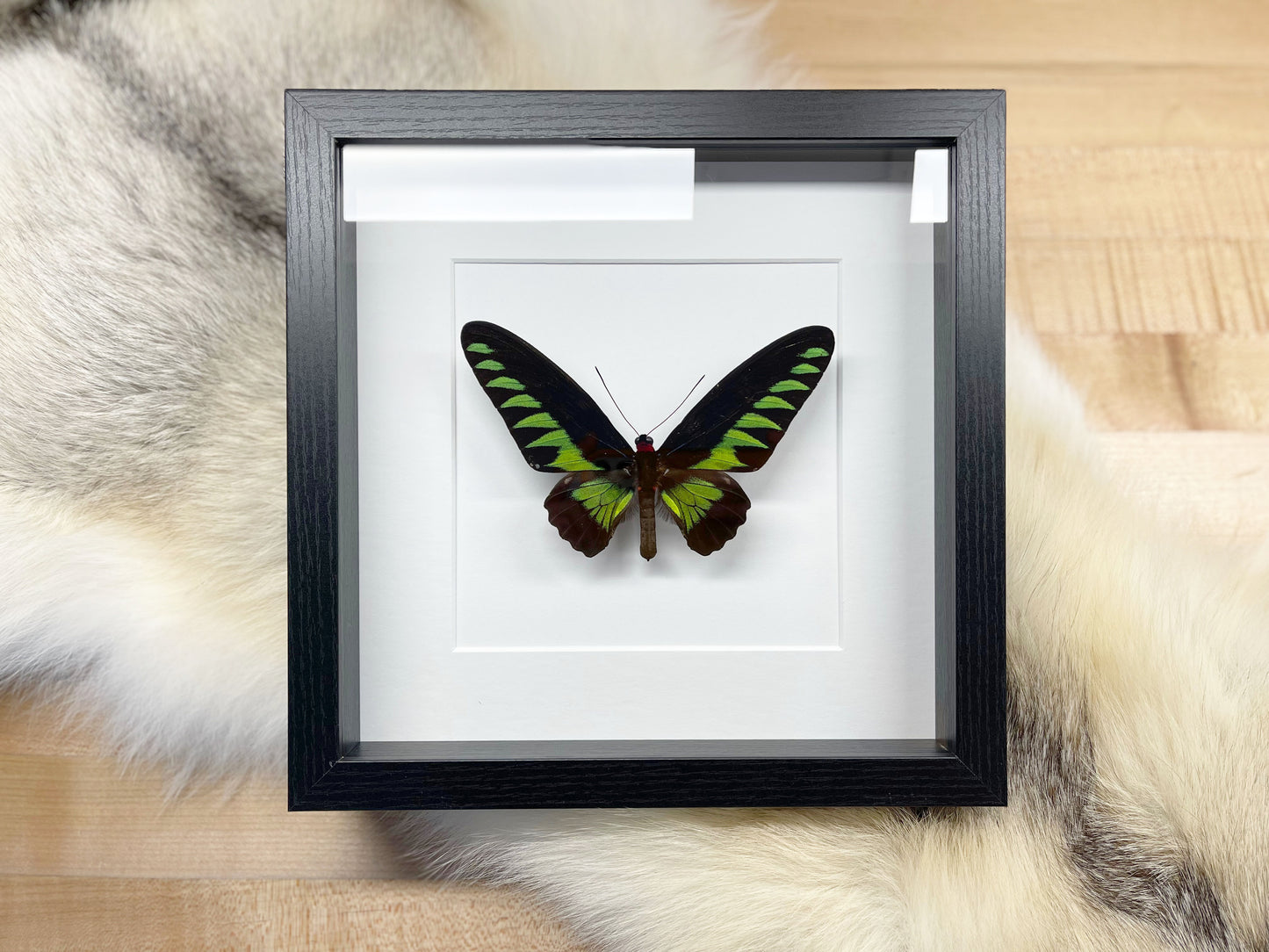 Framed Trogonoptera brookiana birdwing butterfly