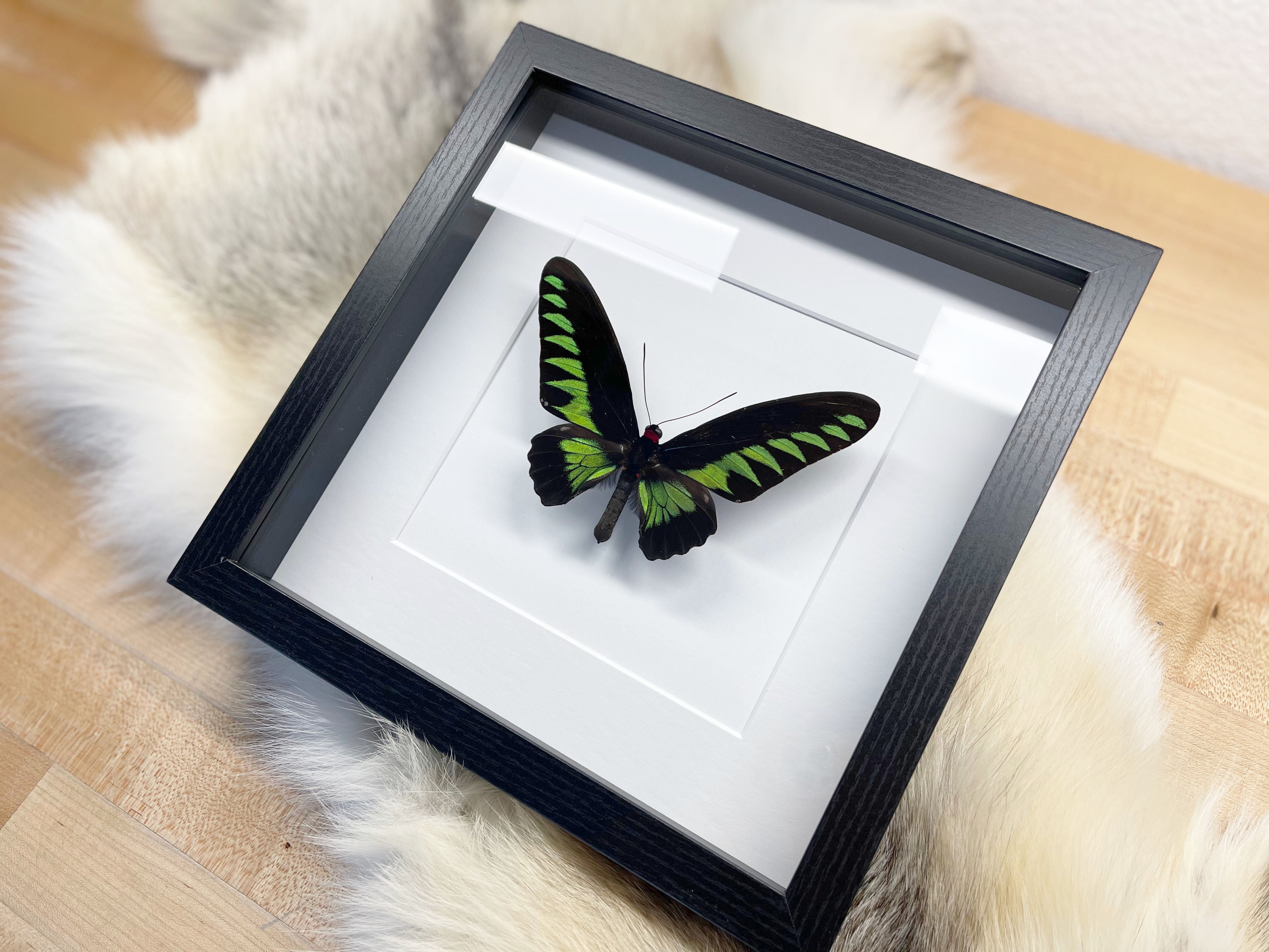 Framed Trogonoptera brookiana birdwing butterfly – Micro Giants