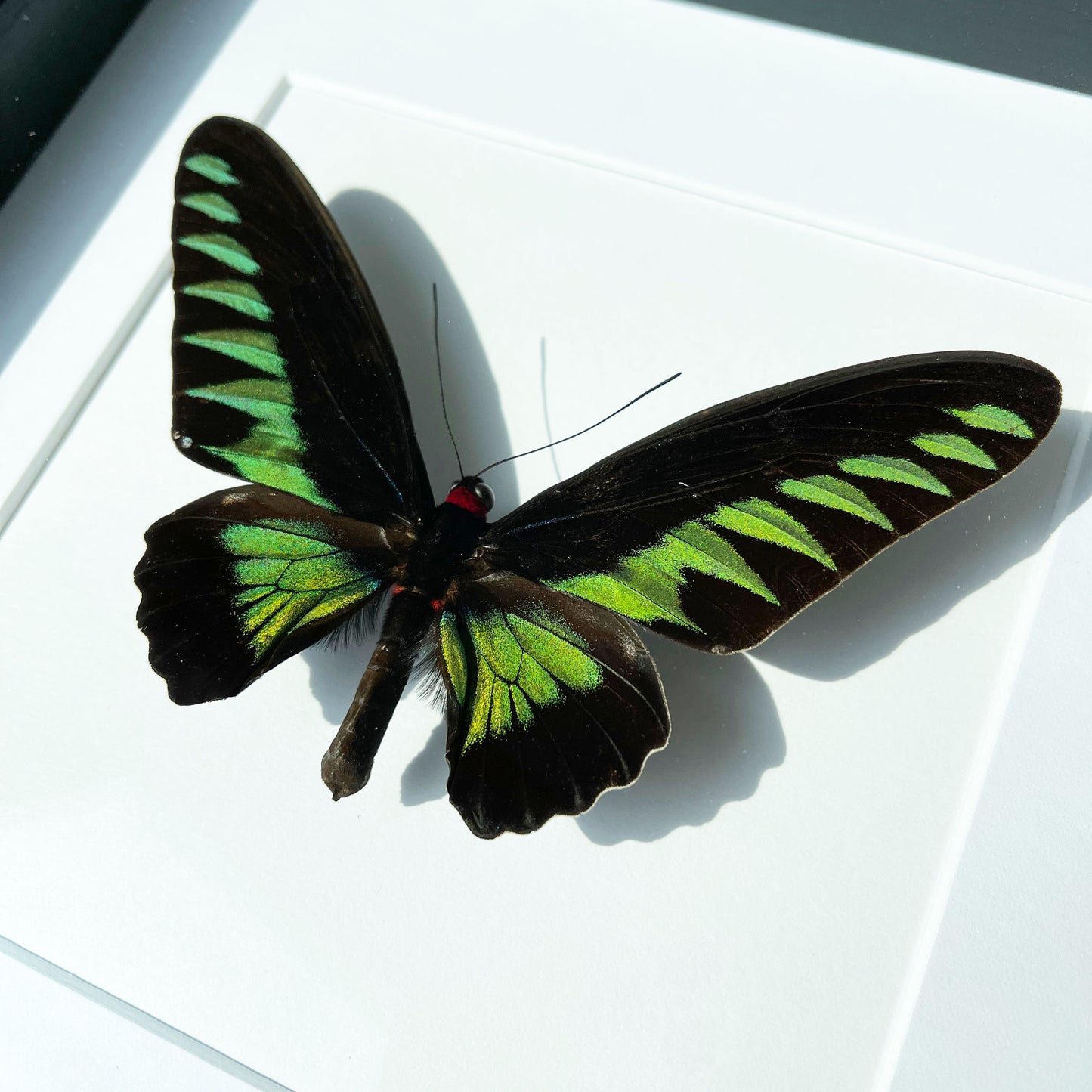 Framed Trogonoptera brookiana birdwing butterfly