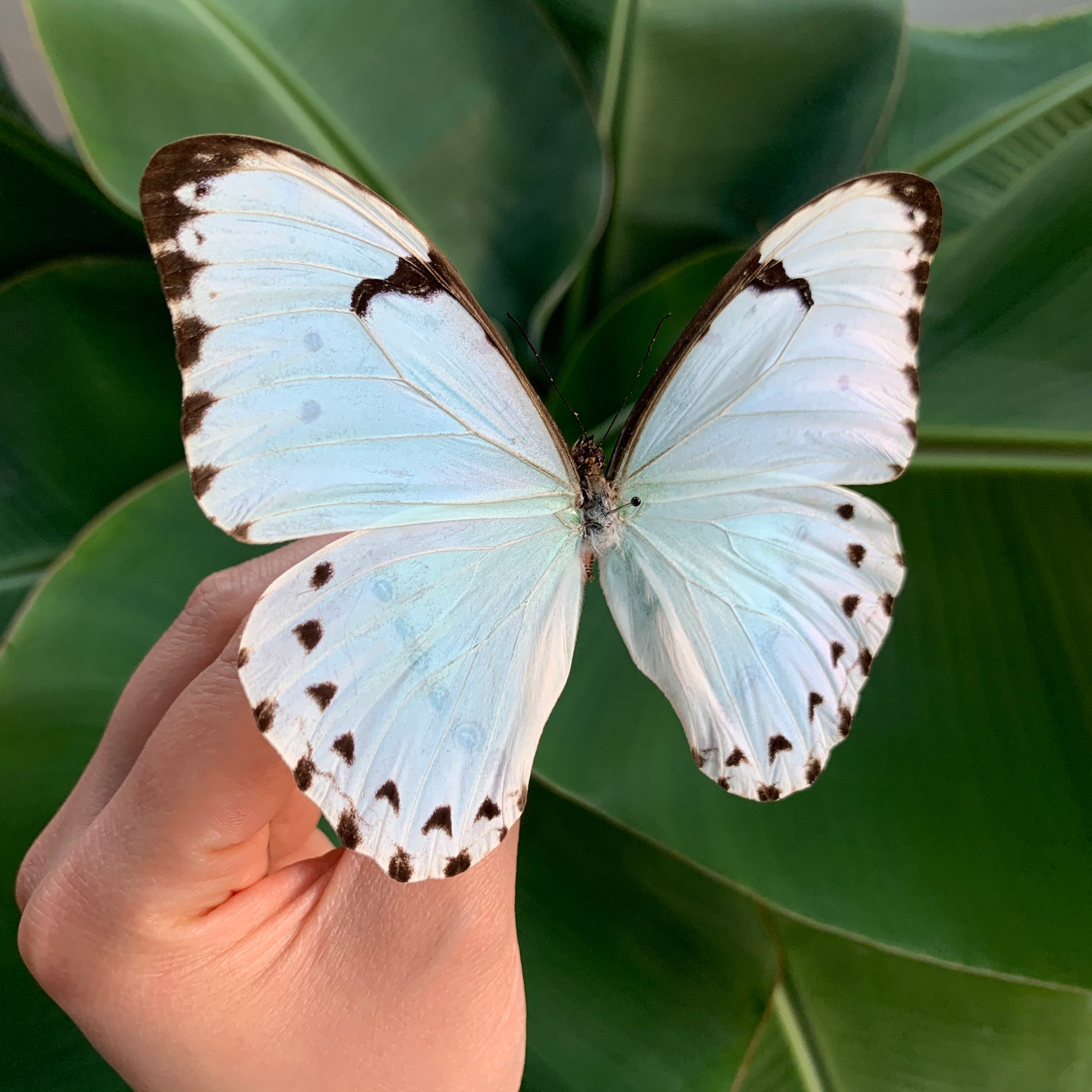 Morpho catenarius butterfly