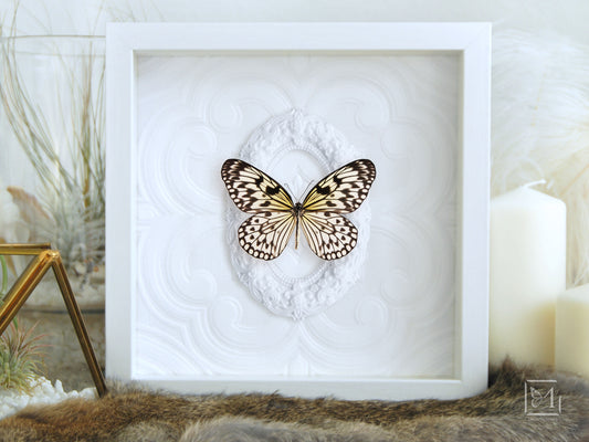 Idea leuconoe framed butterfly wall art