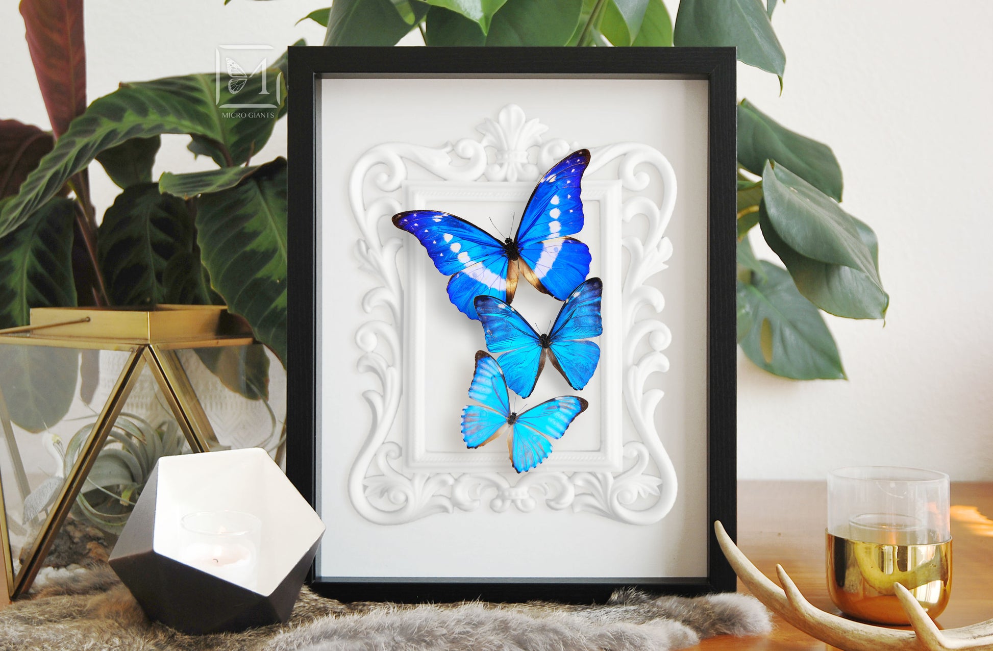 framed blue Morpho butterfly wall art