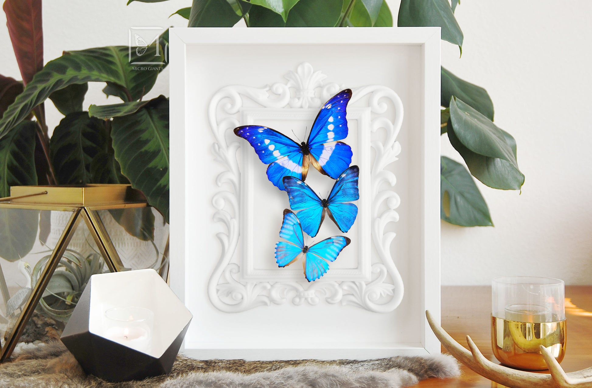 framed blue Morpho butterfly wall art