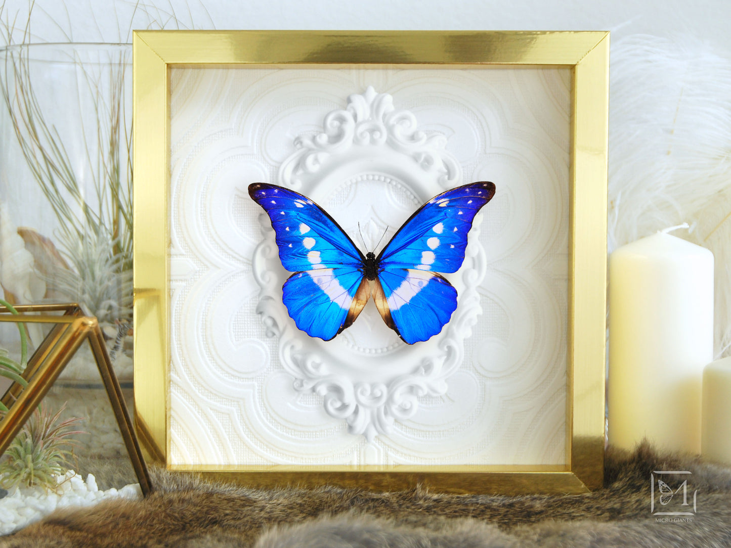 Framed Morpho helena butterfly wall art
