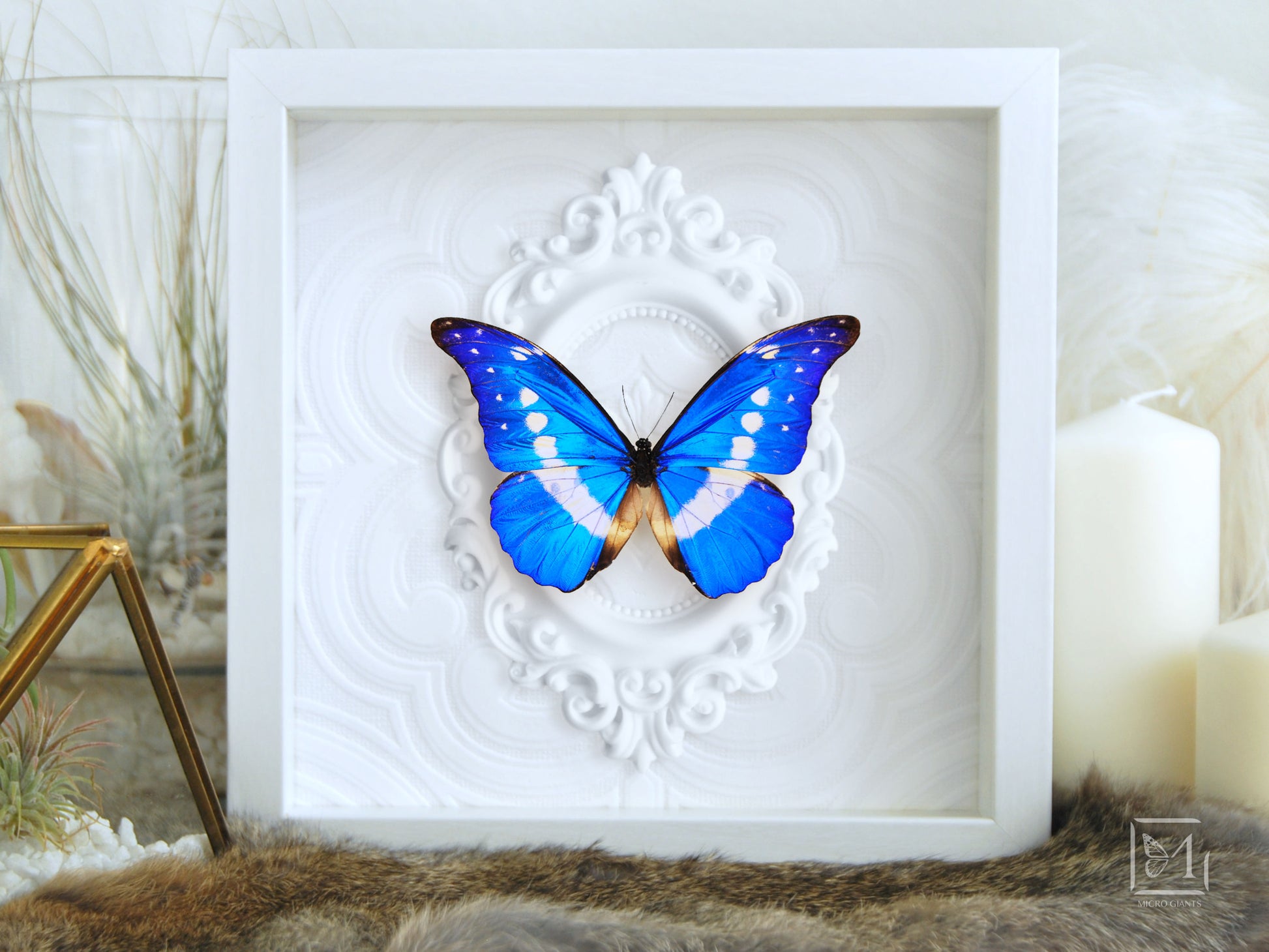 Framed Morpho helena butterfly art
