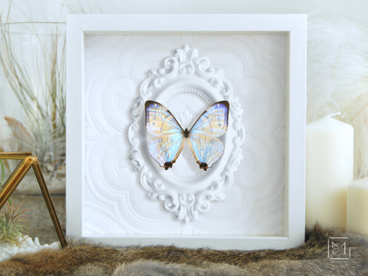 Morpho sulkowski framed butterfly art