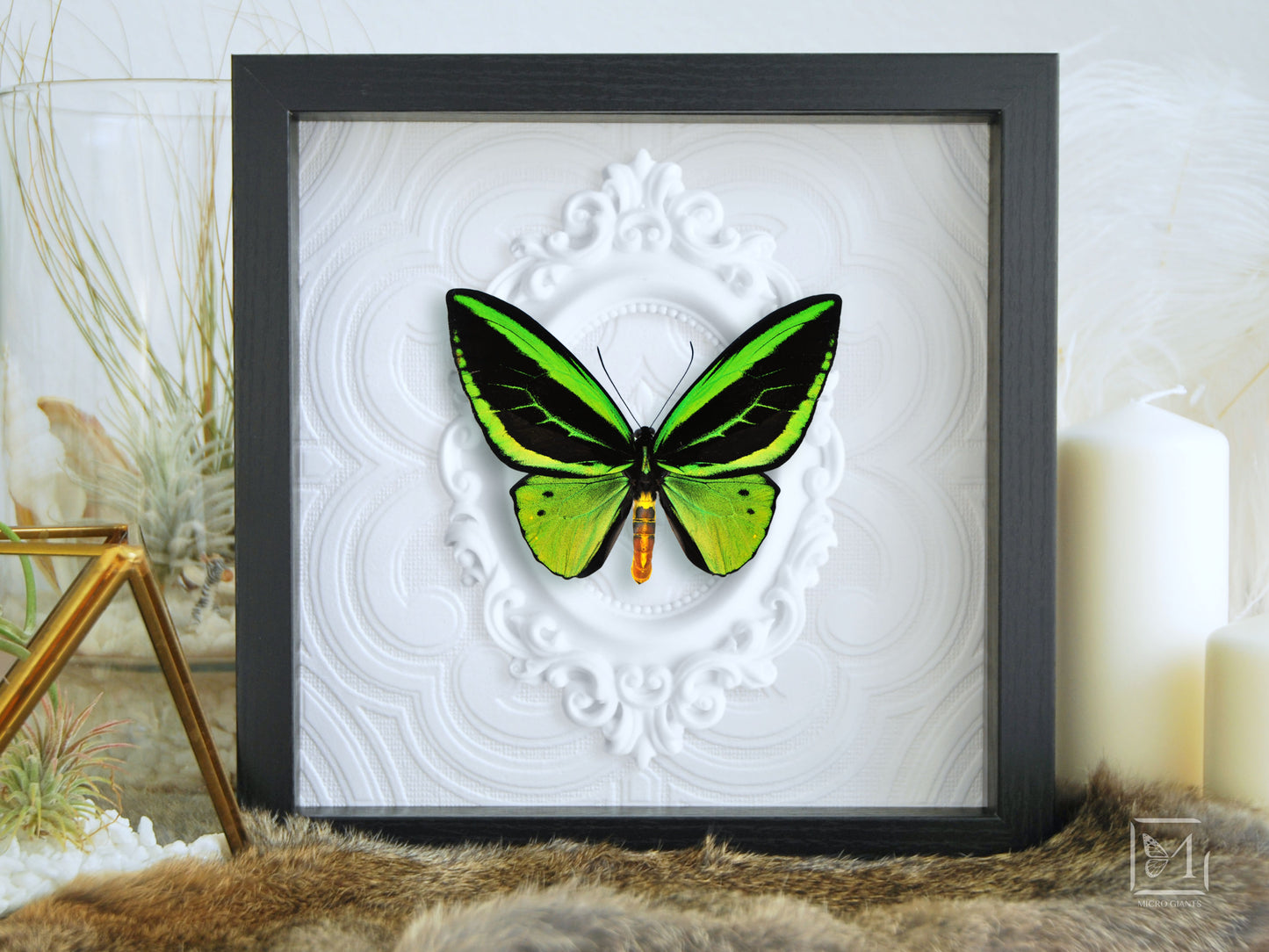 framed O priamus poseidon butterfly wall art