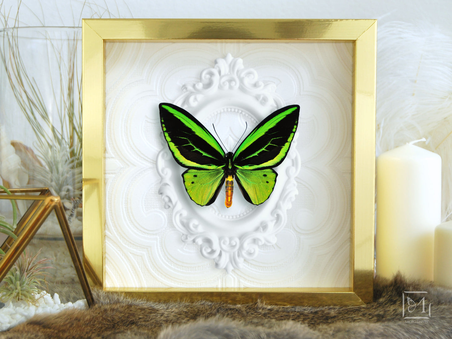 Gold framed O priamus poseidon butterfly wall art