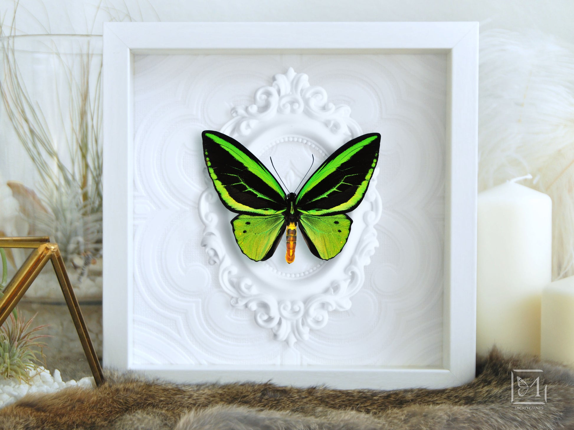 framed O priamus poseidon butterfly wall art