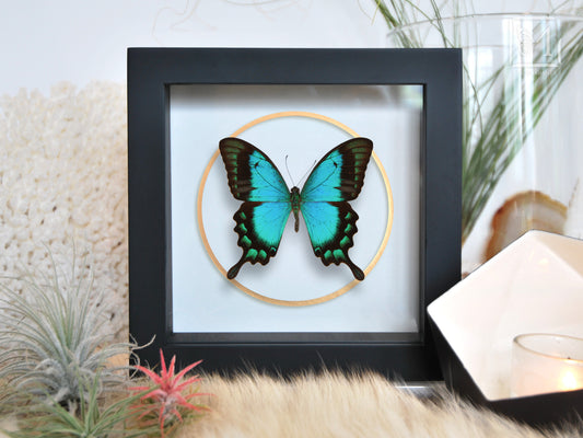 Sea green swallowtail butterfly with golden line