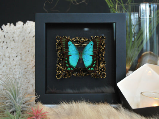 Papilio lorquinianus framed butterfly art