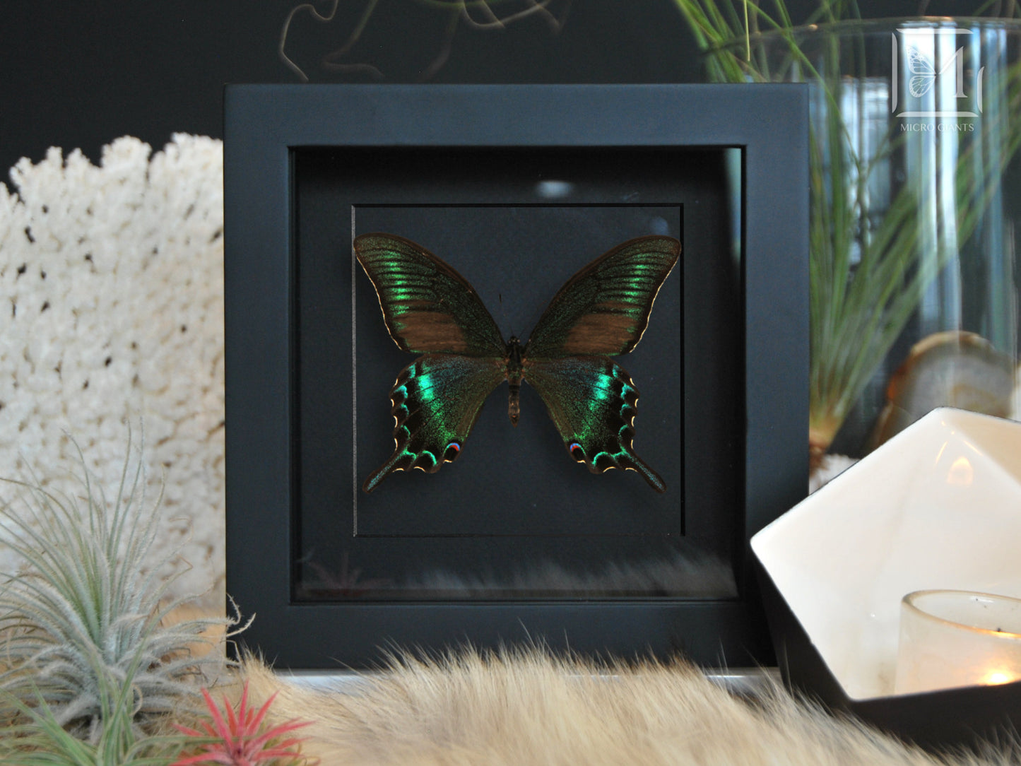 Framed Papilio maackii butterfly in large summer form