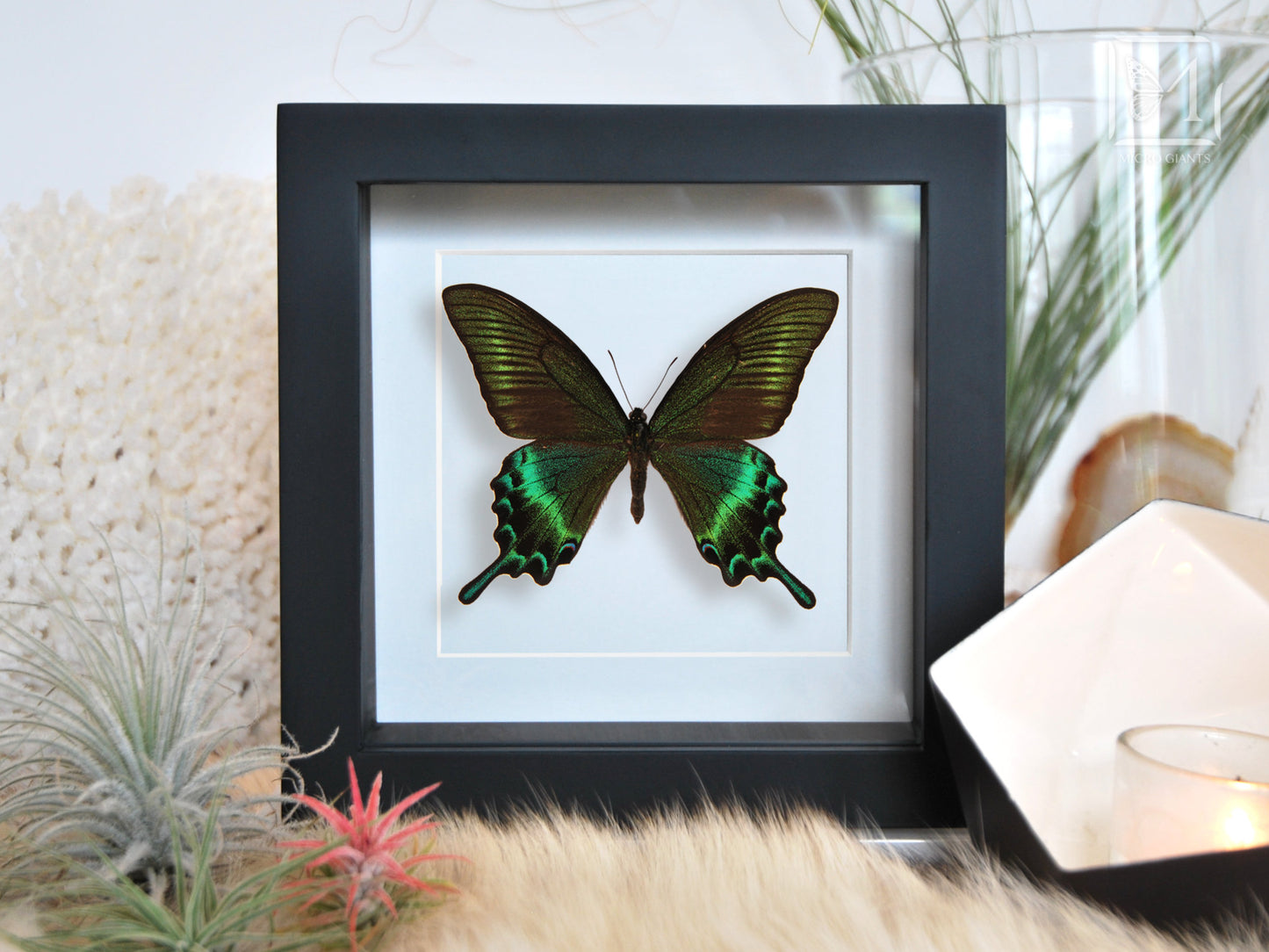 Framed Papilio maackii butterfly in large summer form