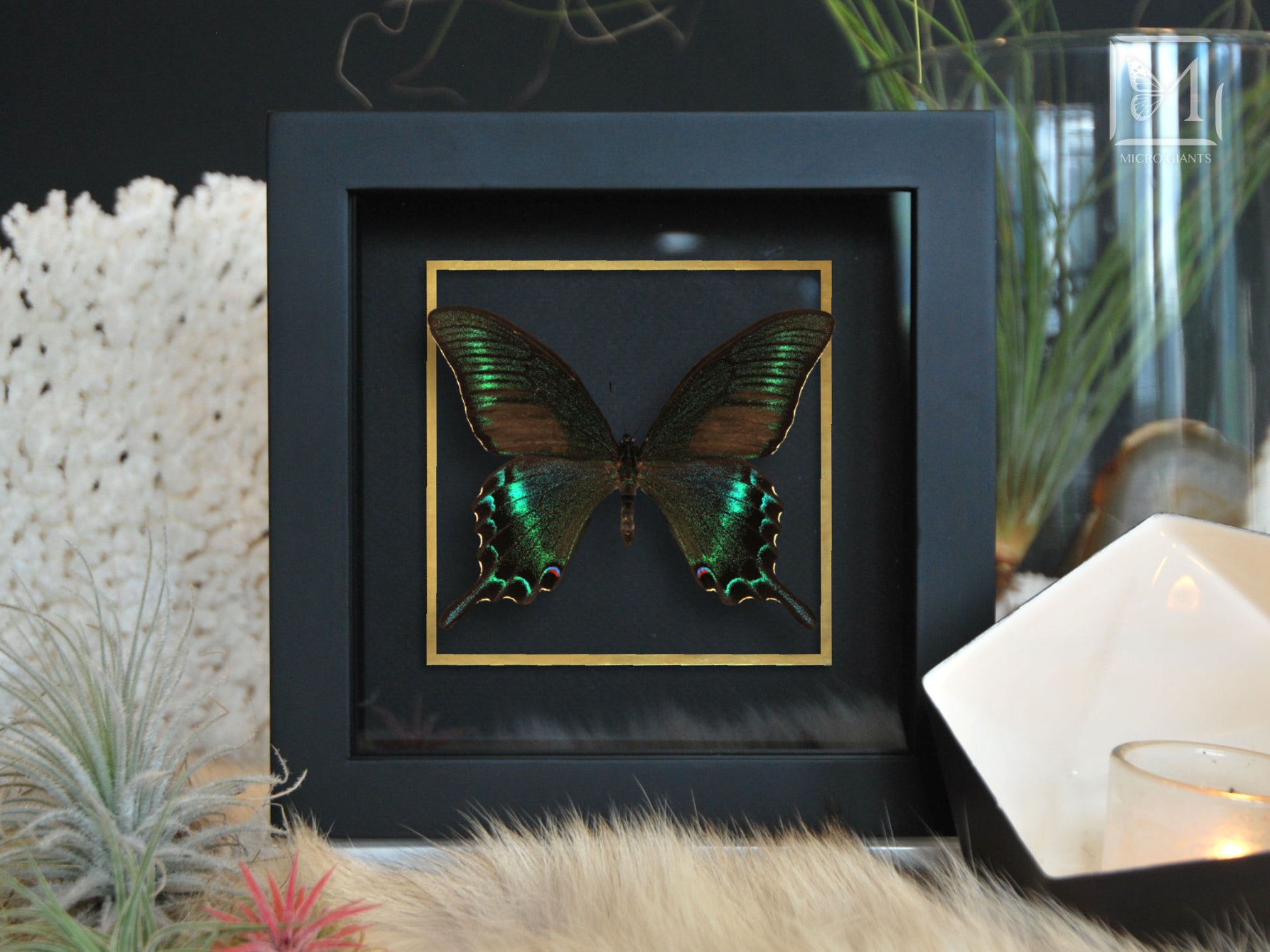 Framed butterfly art-Papilio maackii