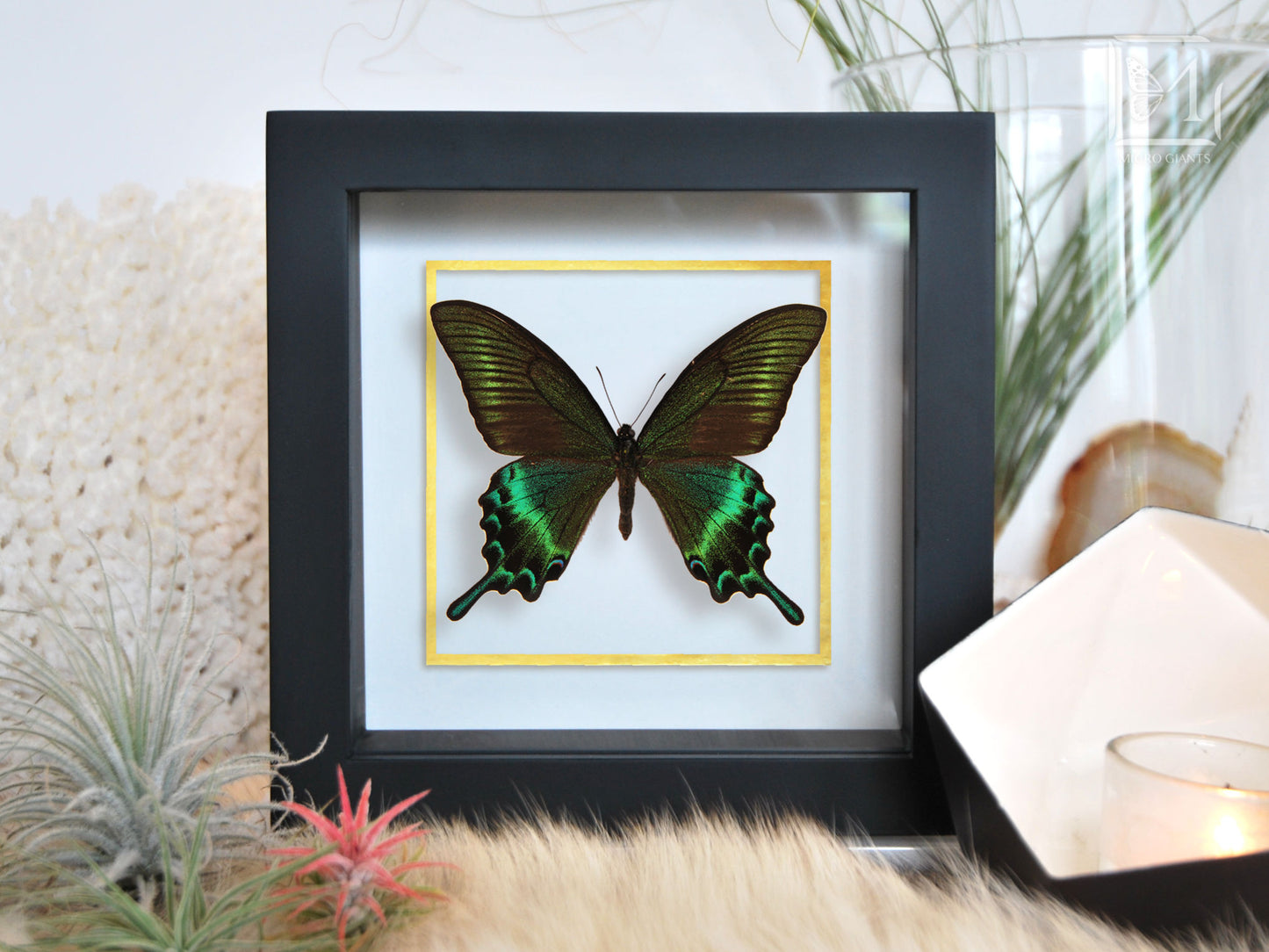 butterfly art-Papilio maackii