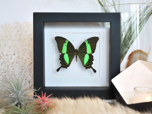 Framed Swallowtail butterfly art-Papilio palinurus daedalus