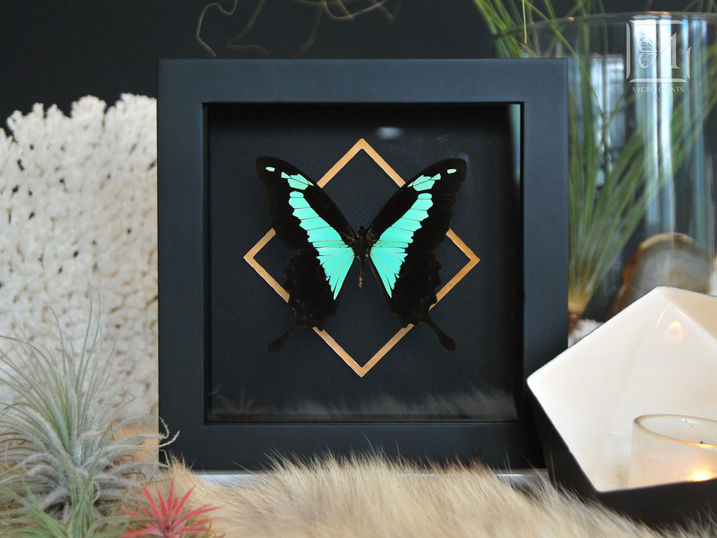 Framed Papilio phorcas butterfly art